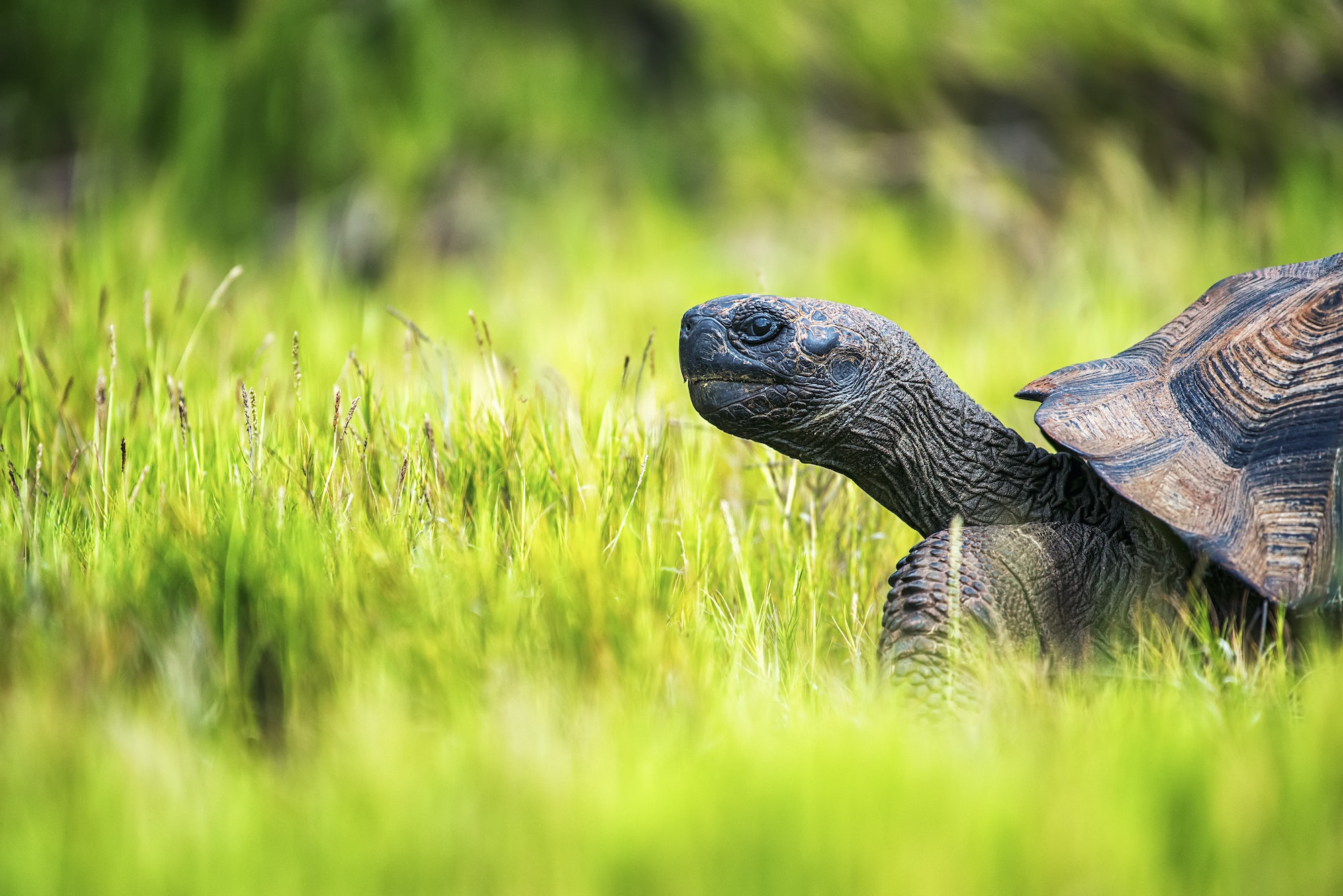A Galapagos Tortoise walking through grass, side view of the head and part of the shell.