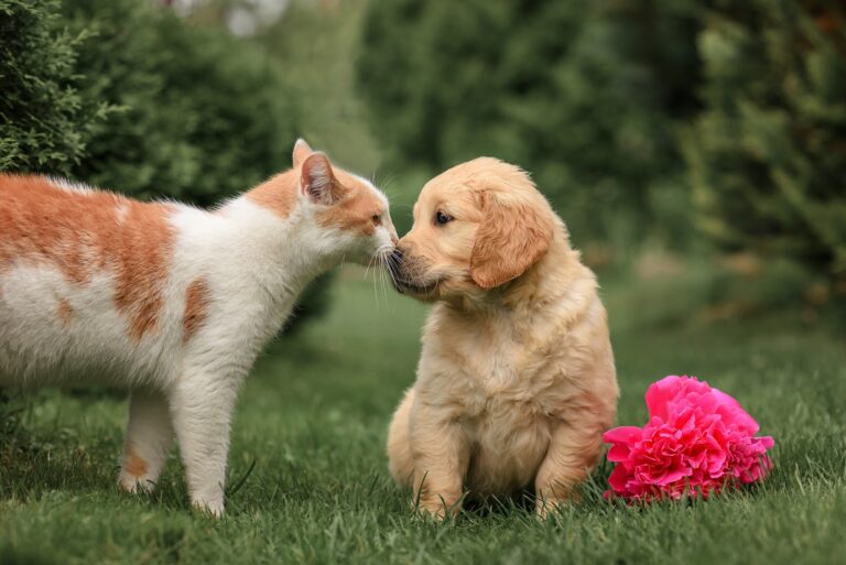 Small puppy dog golden retriever with cat in the park on green grass with flowers